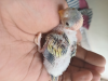 টেম সাইজ বাজরিগার বেবি